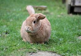 Image result for Bunnies for Tea
