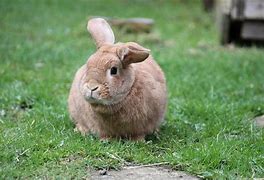 Image result for Cute Rabbit with Glasses