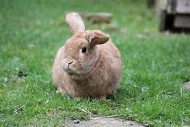 Image result for Famous Bunnies