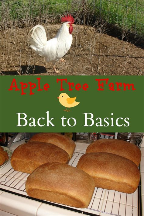 Image result for Apple Tree Farm