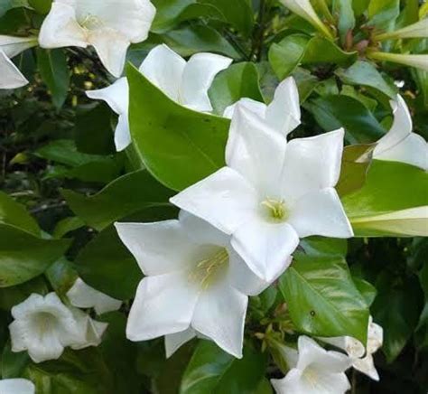 Portlandia Grandiflora – Growcerys