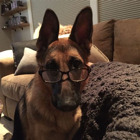 Silly Dog with Glasses