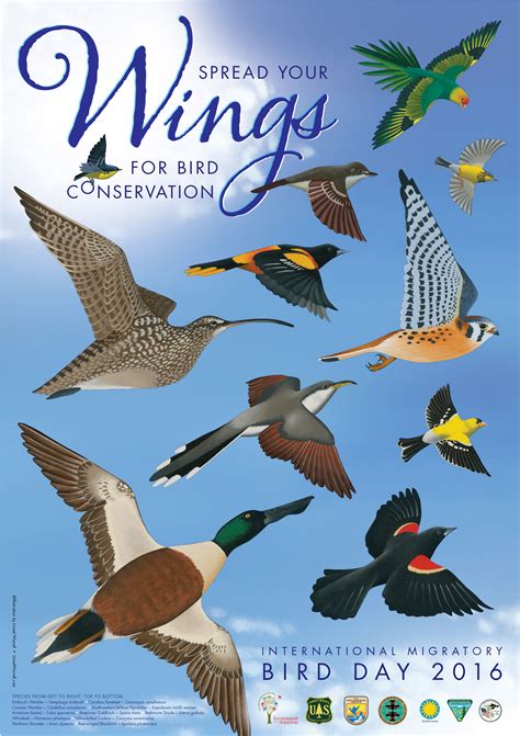 Spreading Our Wings for International Migratory Bird Day 2016 – BirdsCaribbean