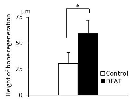 Transplantation of Mature Adipocyte-Derived Dedifferentiated Fat Cells ...