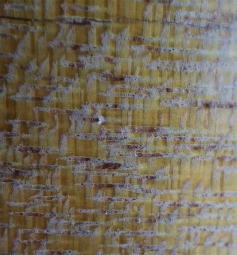 Lignum Vitae | The Wood Database (Hardwood)