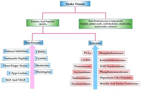 Snake Venom Peptides: Tools of Biodiscovery