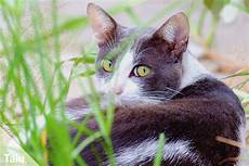 katzen von pflanzen fernhalten 50 ungiftige pflanzen f 252 r katzen katzenfreundliche katzen von pflanzen fernhalten 50 ungiftige pflanzen f 252 r katzen katzenfreundliche