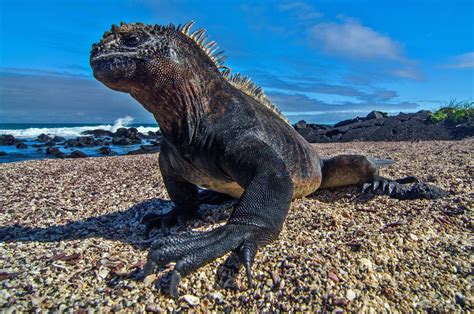 Marine Reptiles Of The World - Reptiles Magazine