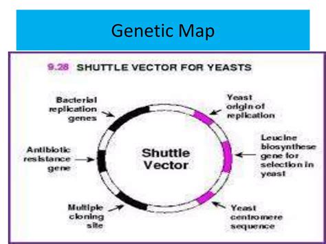 Shuttle Vector 的图像结果