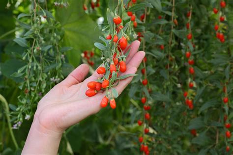 Goji Berries: Planting, Growing, and Harvesting Goji Berry Shrubs