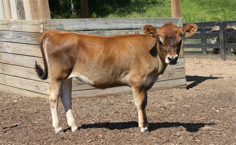 Jersey Cow Sale - Farm House
