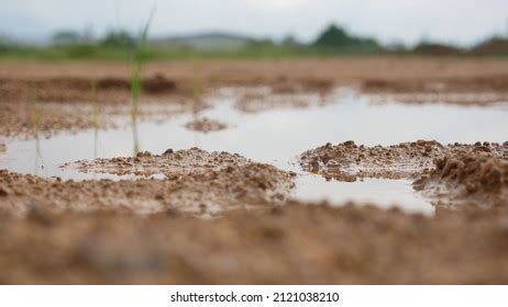 Puddle 的图像结果