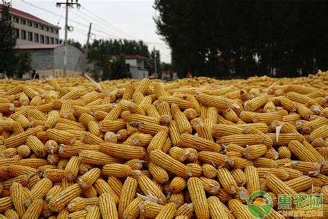 赤峰市玉米现在多少钱？2020年玉米最新行情走势分析 - 惠农网