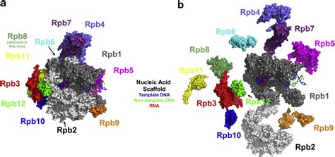 RNA Polymerase Structure 的图像结果