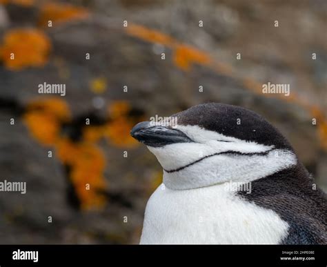 Chinstrap penguin, Pygoscelis antarctica, at Hannah Point, South ...