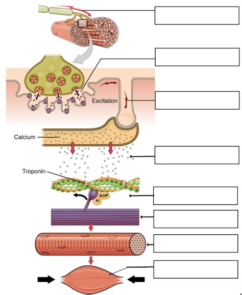 Steps of Muscle Contraction 的图像结果
