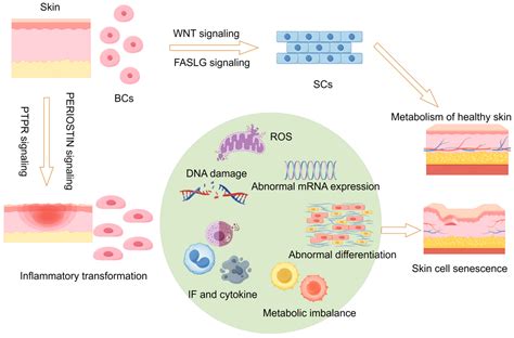 Inflammatory Transformation of Skin Basal Cells as a Key Driver of ...