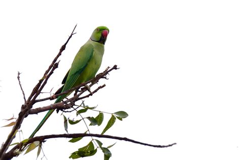 Image result for Bird Simple Parrot Image