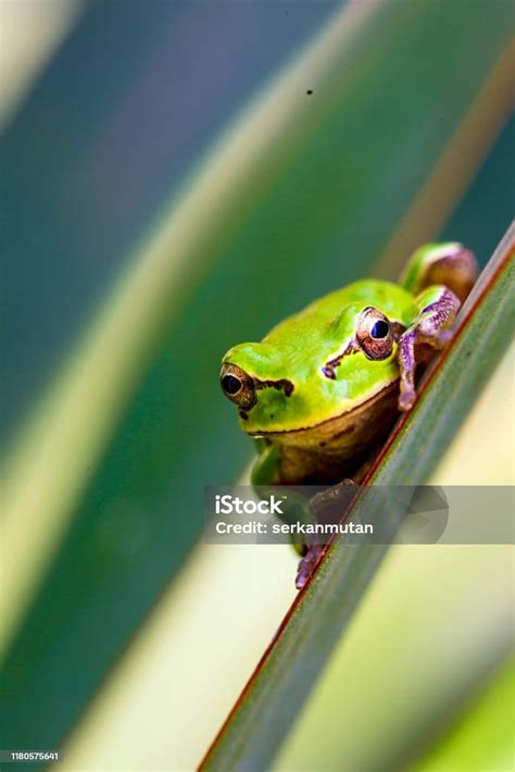 Image result for Funny Tree Frog