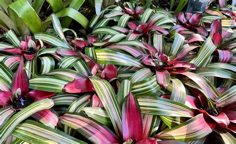 Central Florida Landscape Plants - Central Florida Plant Guide