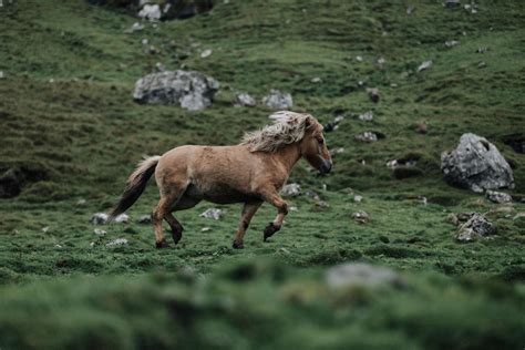 Farmtourism in the Faroe Islands