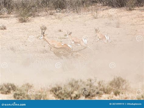 Image result for Cheetah Springbok
