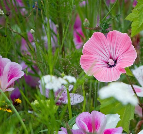 Wild Flowers Free Stock Photo - Public Domain Pictures