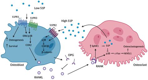 The Ying and Yang of Sphingosine-1-Phosphate Signalling within the Bone