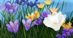 Image result for Freeware Software Examples