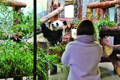 如意和丁丁在莫斯科有多受欢迎 大熊猫如意和丁丁要在俄罗斯待多久-DUDU资源