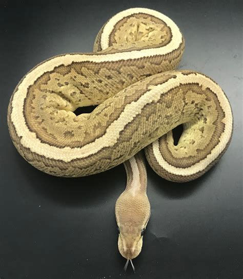 Green Ball Python 的图像结果
