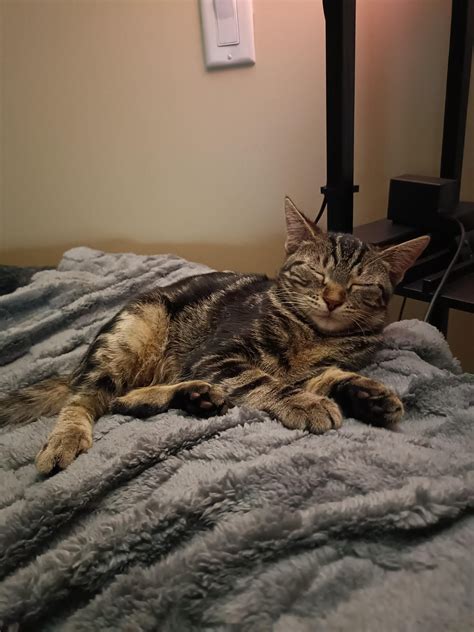 Rabies Vaccine Side Effects in Cats: What Every Owner Must Know ...