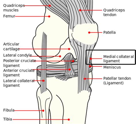 What is an MCL sprain and how long does It take to heal?