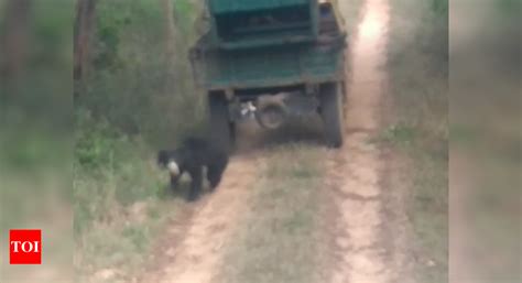 Captured sloth bear attacks two veterinarians in TN | Chennai News ...