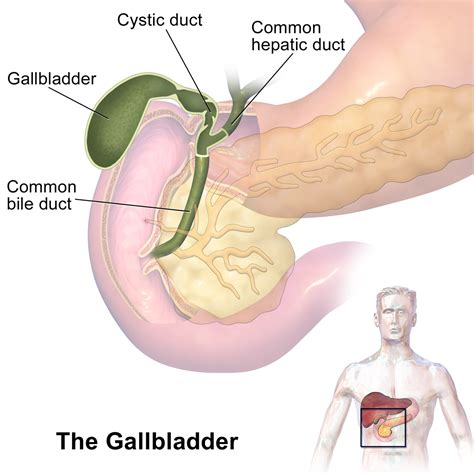 Gallbladder - Location, Function, Anatomy, Pictures and FAQs