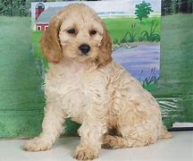 Image result for Teacup Cockapoo Puppies