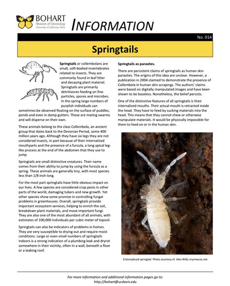 Image result for Springtail Facts
