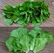 Image result for lettuces