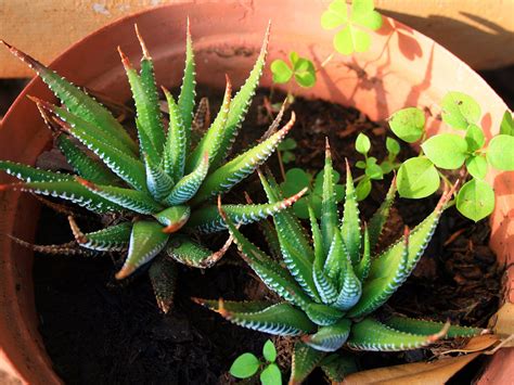 Succulent Plants Free Stock Photo - Public Domain Pictures