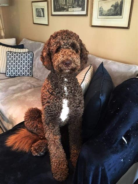 Image result for Cockapoo Haircut Styles