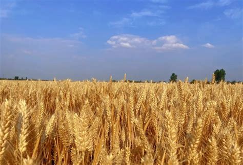 小麦价格最新行情2023(小麦价格今日价一斤多少钱2023)-海诗网