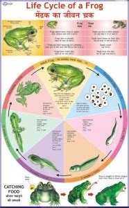 Frog Chart Paper Print - Educational posters in India - Buy art, film ...