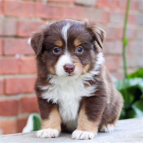 Miniature Australian Shepherd Puppies For Sale Europe at Edward Holmes blog