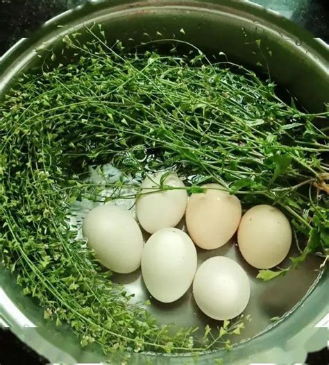 农村俗语三月三地菜子煮鸡蛋 其中地菜子有何营养价值？|农村|俗语-知识百科-川北在线