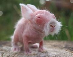 Image result for Funny Looking Rabbits