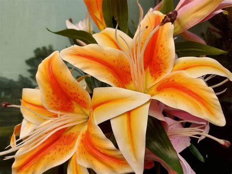 Samsung Galaxy S10 Lite - Full Specifications & Price in India (26th ...