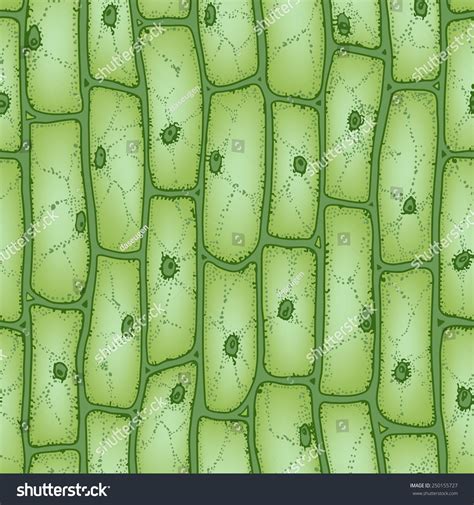 Plant Cell Look Under Microscope at Benjamin Maria blog