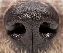 Image result for Dog Snout