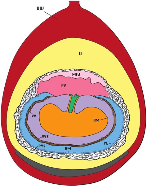 Mouse Yolk Sac