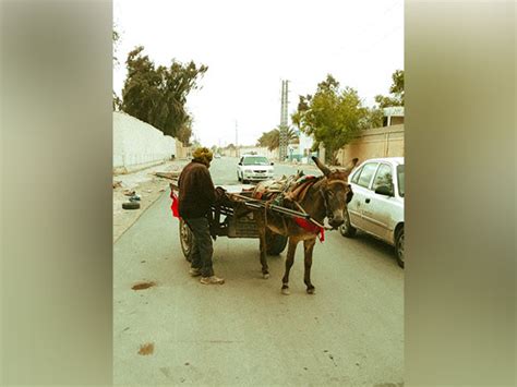 China's rising demand for Africa's donkeys poses challenge for ...